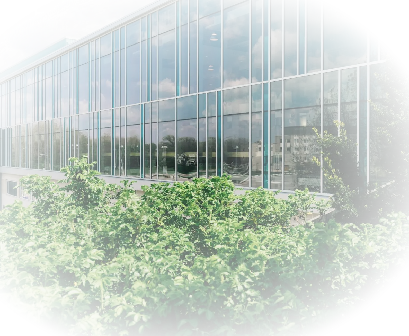 Commercial Window Cleaning